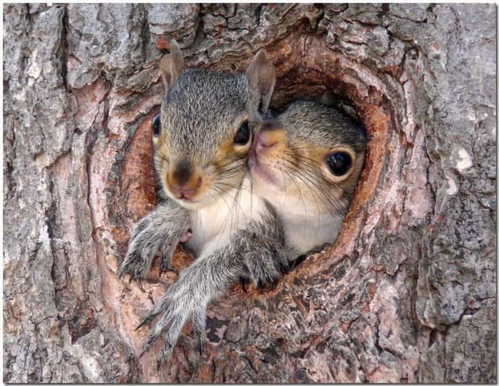 Couple d'écureuils