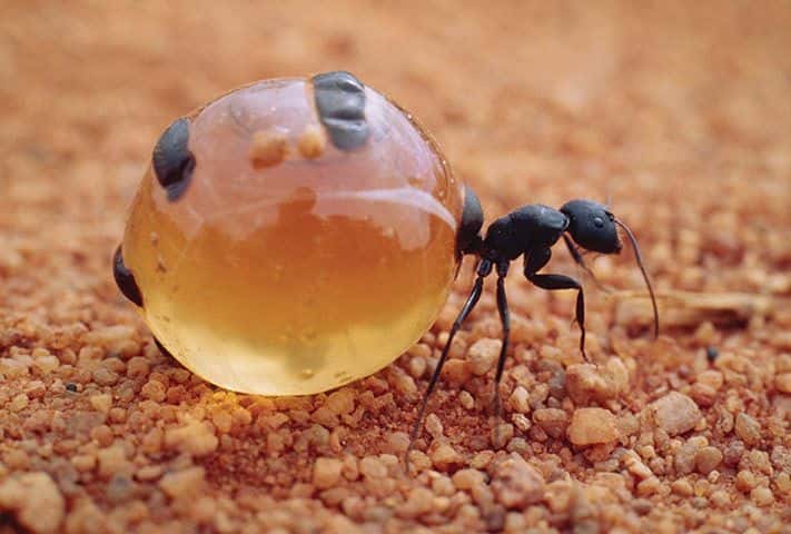 La fourmi pot de miel