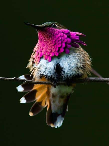 Le colibri à gorge rubis, étonnant !