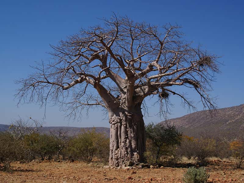 Un baobab africain (ou Adansonia digitata) en Namibie
