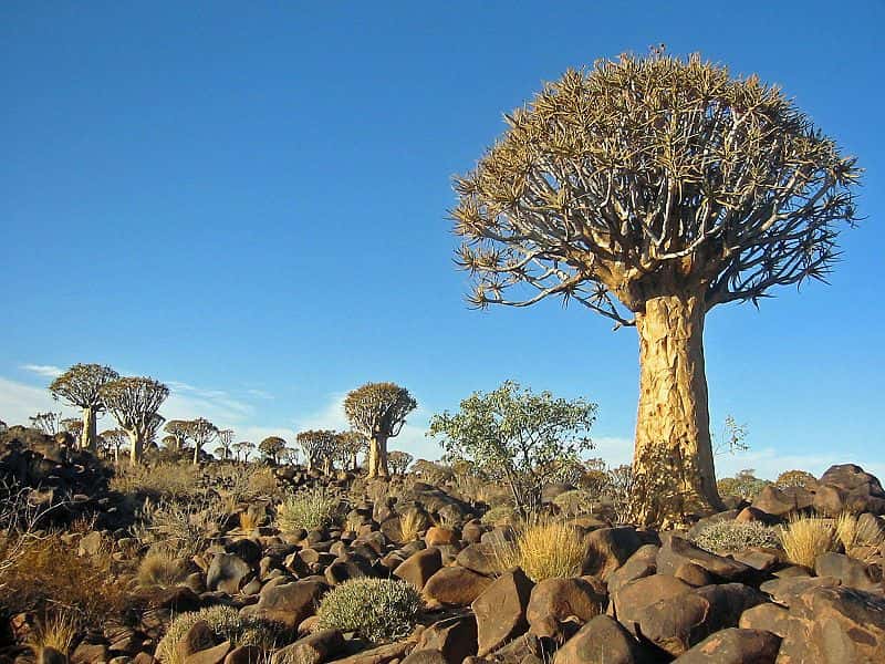L'Aloe dichotoma, un aloès indigène d'Afrique du Sud et de Namibie
