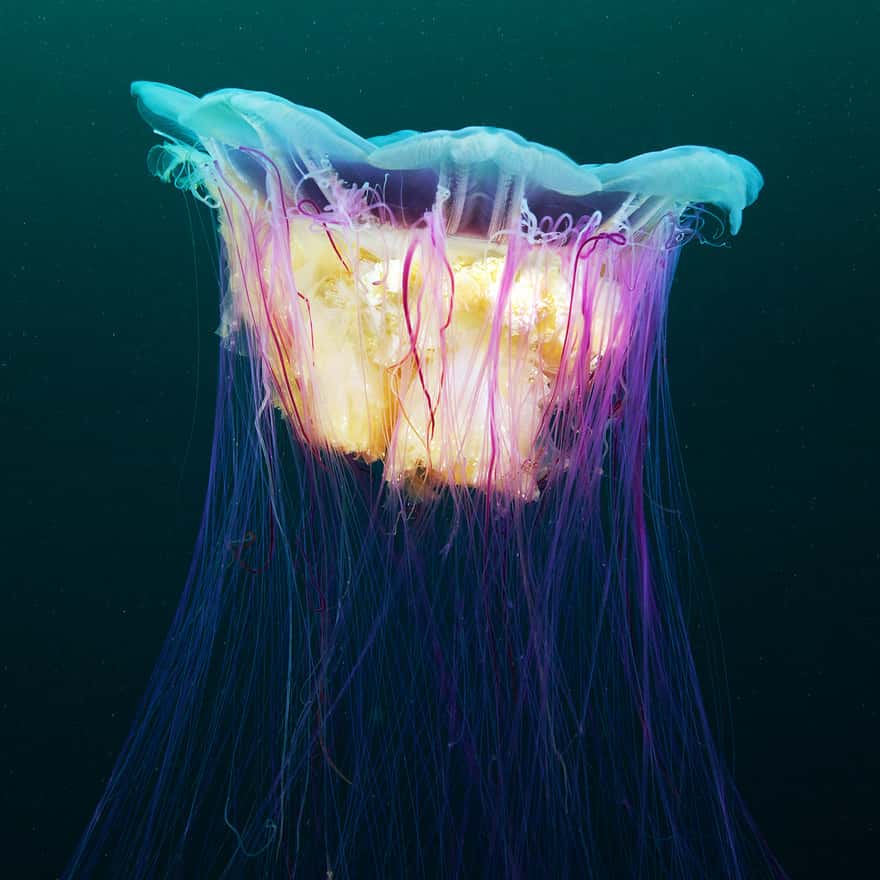 La méduse à crinière de lion : Cyanea capillata