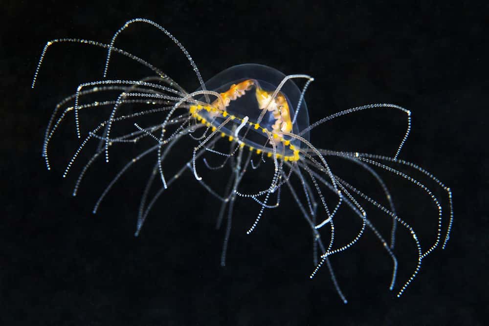Une méduse tentaculaire : Gonionemus vertens