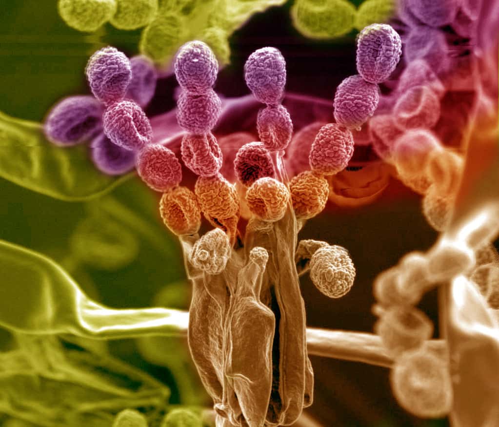 Un bouquet de champignons microscopiques