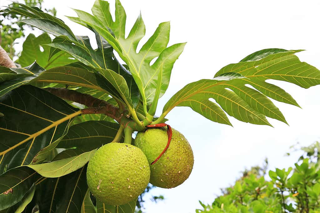 Le fruit de l’arbre à pain, ou uru, à Rimatara