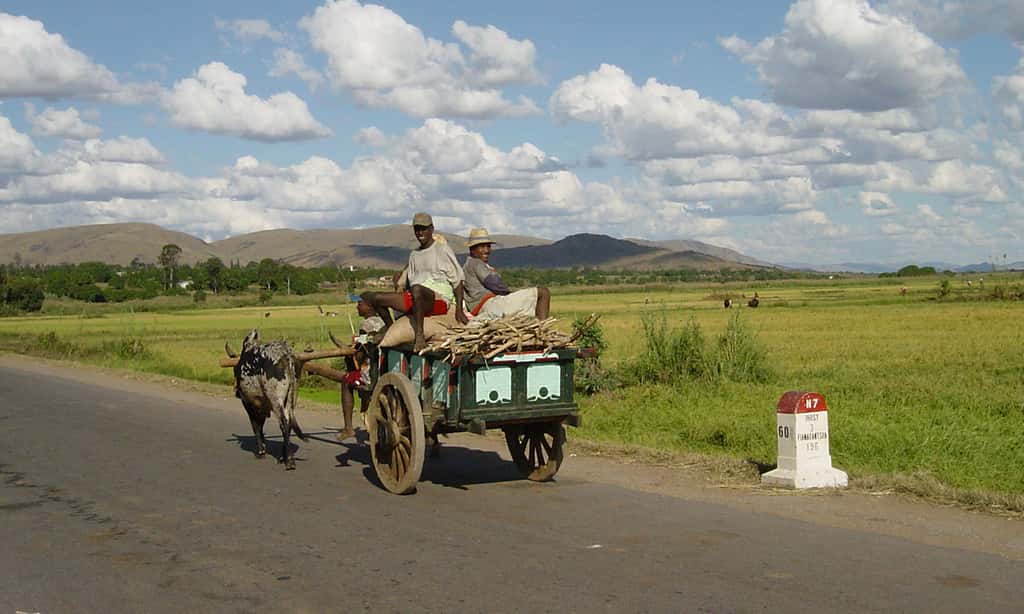 Charrette à zébus sur la nationale 7, Madagascar