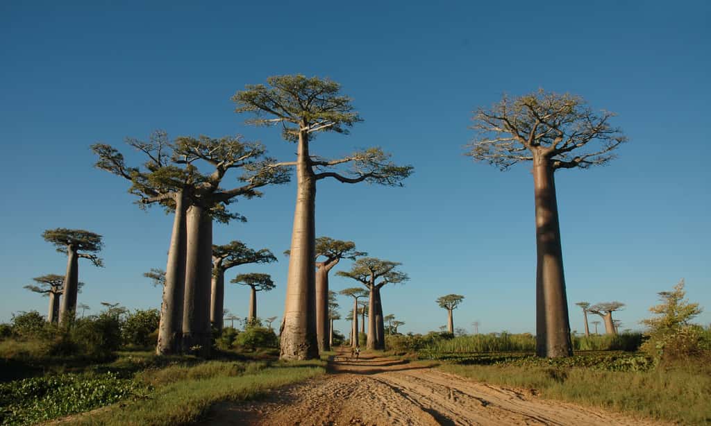 Allée des baobabs, près de Monrondava