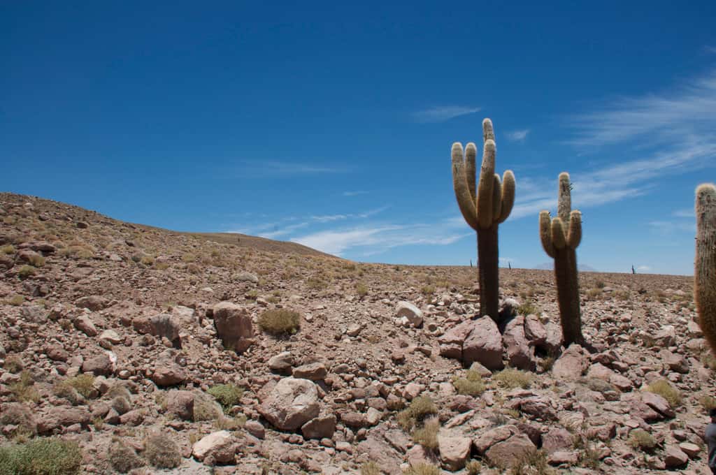 Des cactus géants de l’Atacama