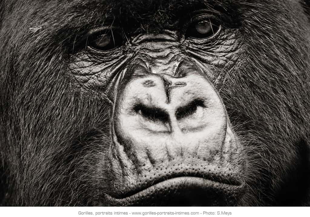 Gros plan sur le visage d’un gorille