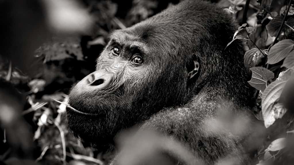 Chimanuka mâle adulte gorille de Grauer