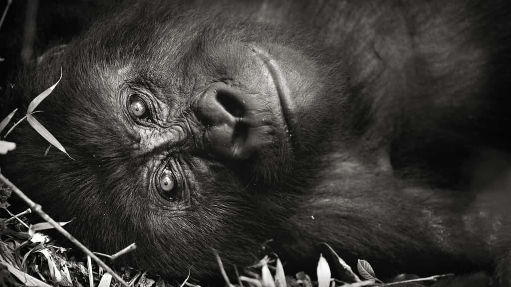 Le regard est un vecteur important chez le gorille