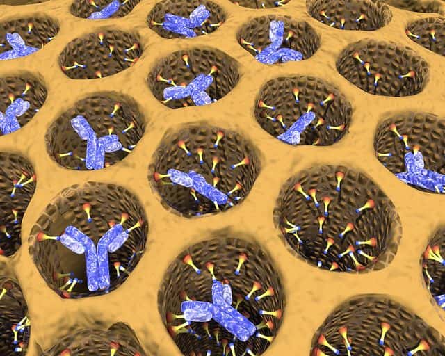 Vue d’artiste d’une surface fonctionnalisée munie d’anticorps anticancéreux (en forme de Y). L'immunothérapie représente certainement l'une des pistes d'avenir pour le traitement des cancers. © PNNL, Flickr, CC by-nc-sa 2.0 