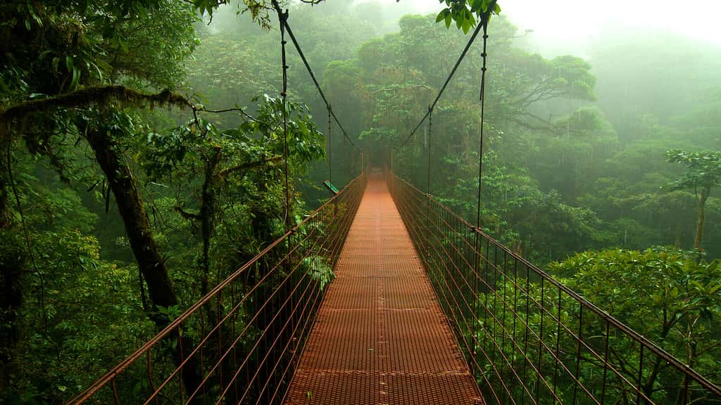 Pont suspendu dans la canopée des forêts de nuages