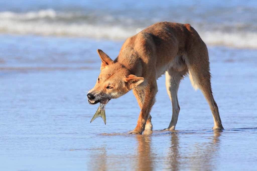 Le dingo, chien sauvage d'Australie