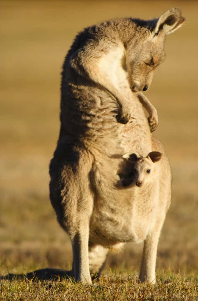 Mammifère : le kangourou, un animal musclé