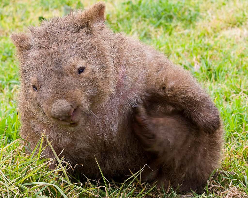 Le wombat, un curieux animal d'Australie