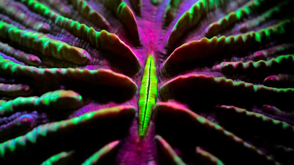 Un corail champignon capable de se déplacer. Fungia scutaria est un corail dur formé d’un seul polype et capable de se déplacer.
Tous droits réservés, Reproduction interdite.
© Guillaume Holzer, Coral Guardian