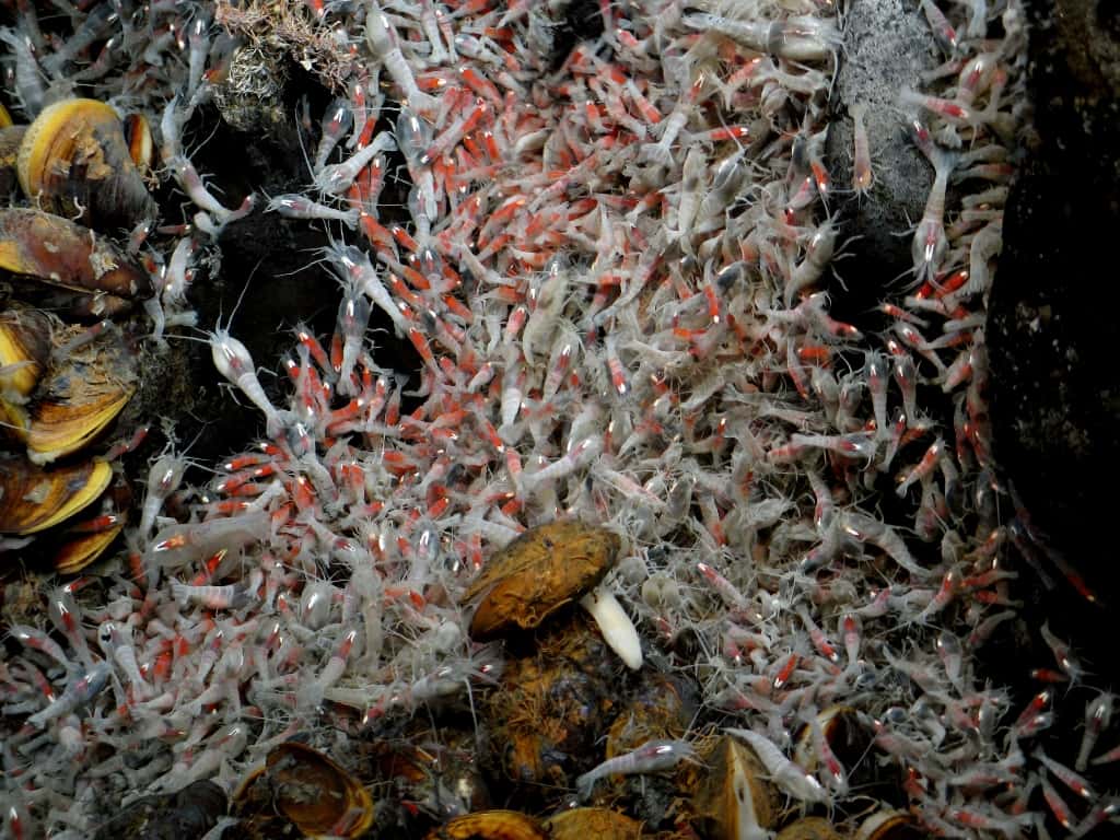 Essaim de crevettes hydrothermales <em>Rimicaris exoculata</em>. © Victor 6000, Ifremer, nc nd