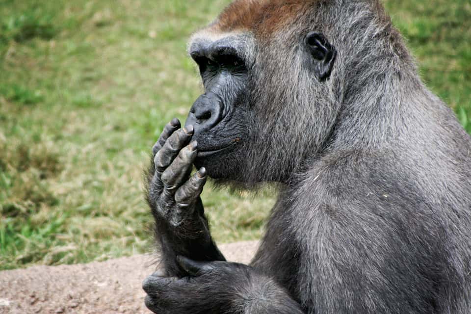 Pourquoi les gorilles en captivité vivent-ils plus longtemps que les sauvages ? Ce n'est en tout cas pas du à leur dépense énergétique qui est la même dans les deux cas. © russiansilver, Flickr, cc by nc nd 2.0