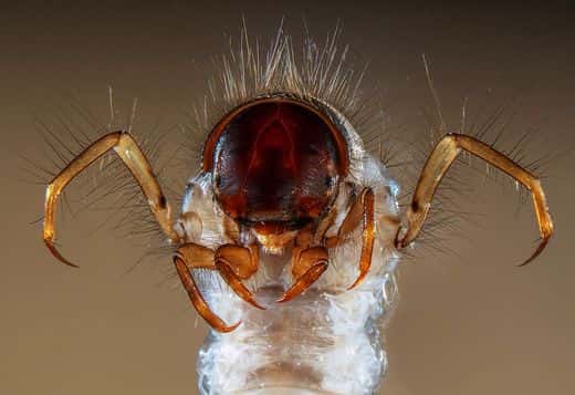 La tête effrayante d’une larve de trichoptère