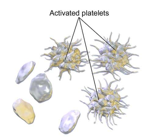 Les plaquettes (<em>platelets</em> en anglais) sont des éléments du sang qui ne possèdent pas de noyau. Elles sont formées par fragmentation des mégacaryocytes, de grandes cellules contenues dans la moelle osseuse. © BruceBlaus, Wikimedia Commons, cc by 3.0