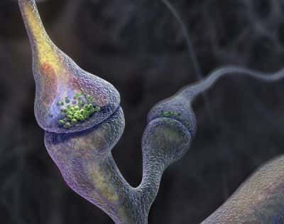 Sur cette image, on peut observer une synapse, c’est-à-dire la région de contact entre deux neurones. C’est à ce niveau que sont libérées des vésicules qui transportent des neurotransmetteurs d’un neurone à l’autre. La protéine NLG1, dont la synthèse est diminuée au cours de la maladie d’Alzheimer, participe à l’adhésion des vésicules au niveau du neurone postsynaptique. © Graham Johnson Medical Media, Boulder, Colorado