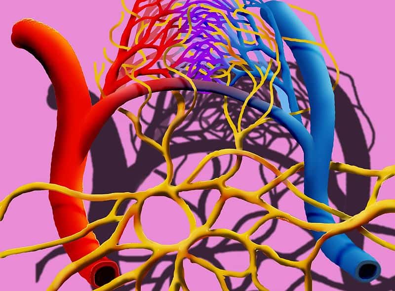 Le réseau lymphatique est composé de tous les vaisseaux qui font circuler la lymphe, un liquide biologique comparable au sang mais dépourvu de globules rouges. Le système lymphatique est ici représenté en jaune, alors que les vaisseaux sanguins sont en rouge (artères) et bleu (veines). © Lamiot, Wikimedia Commons, cc by sa 3.0