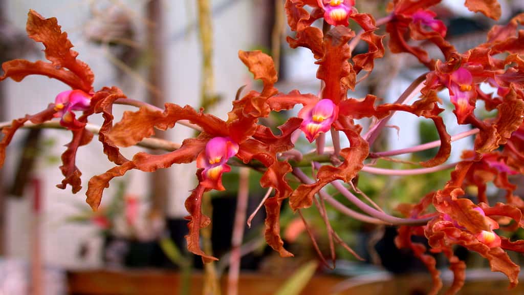 Une orchidée grandissant sur les écorces d'arbres : Schomburgkia wallisii