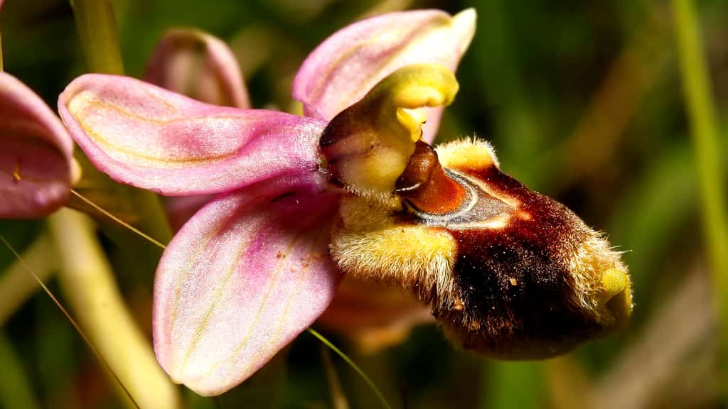 L'Ophrys guêpe ou Ophrys tenthrède, de Méditerranée occidentale