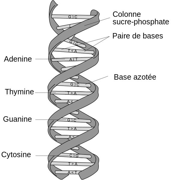 L'ADN est constitué de quatre nucléotides différents, notés A (adénine), T (thymine), C (cytosine) et G (guanine), du nom des bases azotées correspondantes. Ces nucléotides se regroupent par paires spéciales : A avec T ; T avec A, C avec G et G avec C. © Dosto, Wikimedia Commons, cc by sa 2.5