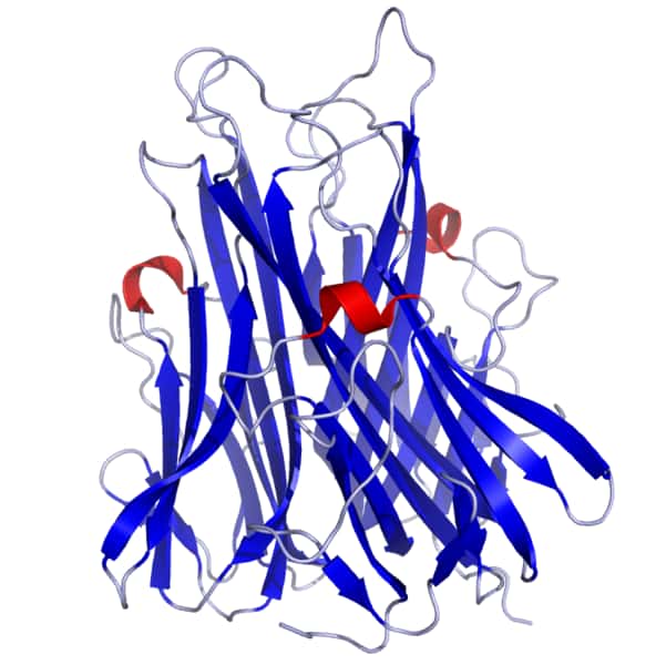 Le facteur de nécrose tumorale alpha (TNFα pour <em>tumor necrosis factor</em><em> alpha</em> en anglais) est une importante cytokine impliquée dans l’inflammation. L’ARN non codant <em>Thril</em> contrôle son activation. © Eck <em style="mso-bidi-font-style:normal">et al.</em>, <em>Journal of Biological Chemistry</em>