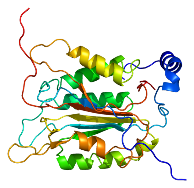 La caspase-1, dont la structure est représentée ici, est une enzyme qui clive d’autres protéines et notamment certaines impliquées dans les réactions d’inflammation. Elle active la pyroptose, une forme de mort cellulaire programmée. © Emw, Wikimedia Commons, cc by sa 3.0