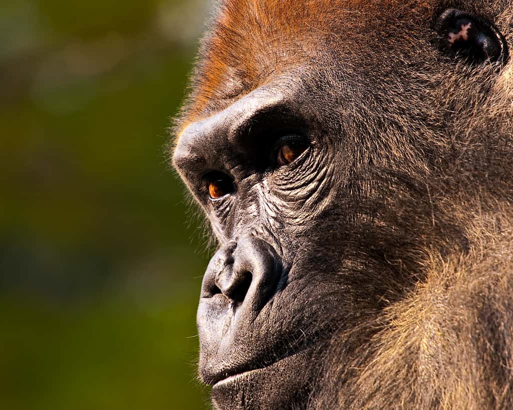 Les gorilles peuvent aussi être infectés par le parasite du paludisme. Les espèces de <em>Plasmodium</em> impliquées sont cependant différentes de celles de l’Homme ou du chimpanzé. © davidandbecky, Flickr, cc by nc nd 2.0