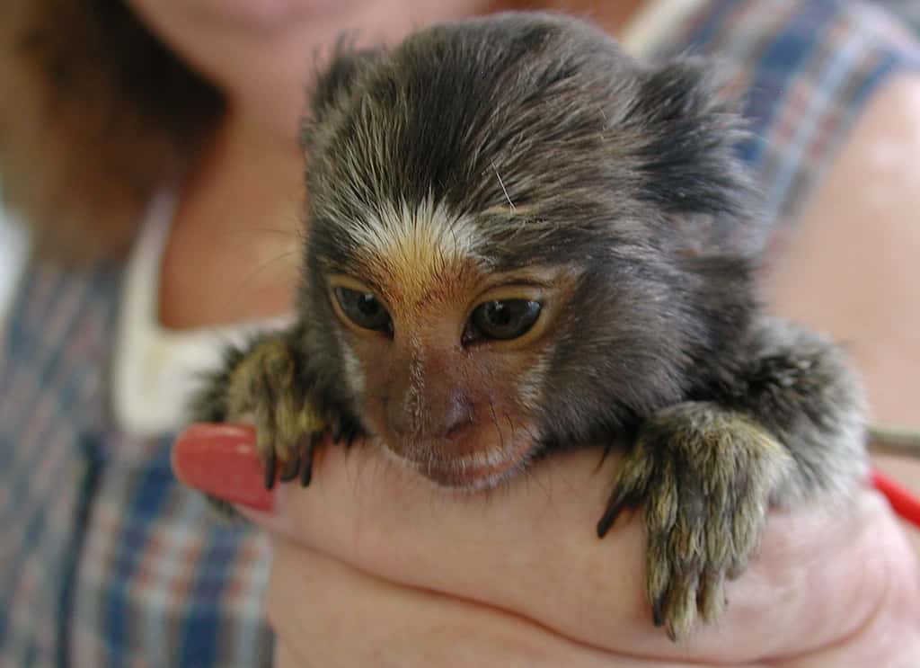 Le ouistiti pygmée, un singe miniature