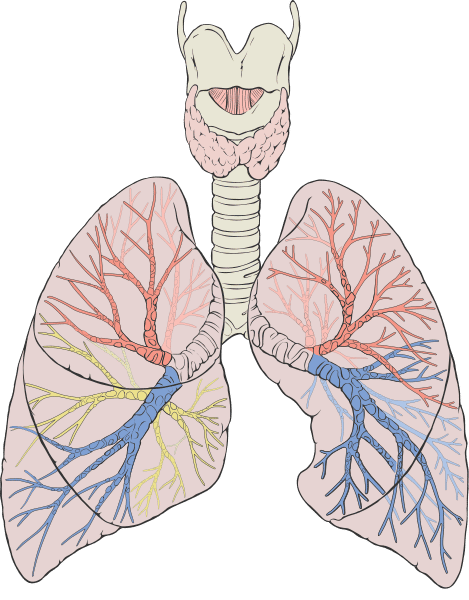 Les deux poumons ont pour rôle de réaliser les échanges gazeux entre le corps humain et l’air ambiant. Ces échanges ont lieu au niveau des alvéoles, où le sang est alors enrichi en oxygène et appauvri en dioxyde de carbone. © Patrick J. Lynch, medical illustrator, Wikimedia Commons, cc by 2.5