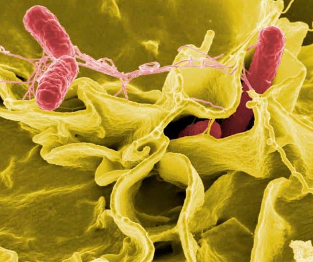 Les salmonelles appartiennent au genre des entérobactéries <em>Salmonella</em>. Elles provoquent deux types de maladies : des gastro-entérites par intoxication alimentaire (salmonelloses), et des fièvres typhoïdes et paratyphoïdes.© NIAD, Flickr, cc by 2.0
