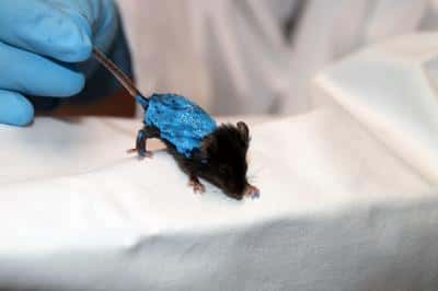 Dans cette étude, les chercheurs ont recouvert des souris mutantes de latex (bleu) afin d’empêcher la perte d’eau et de chaleur. © Birgitte Svennevig, université du Danemark du Sud
