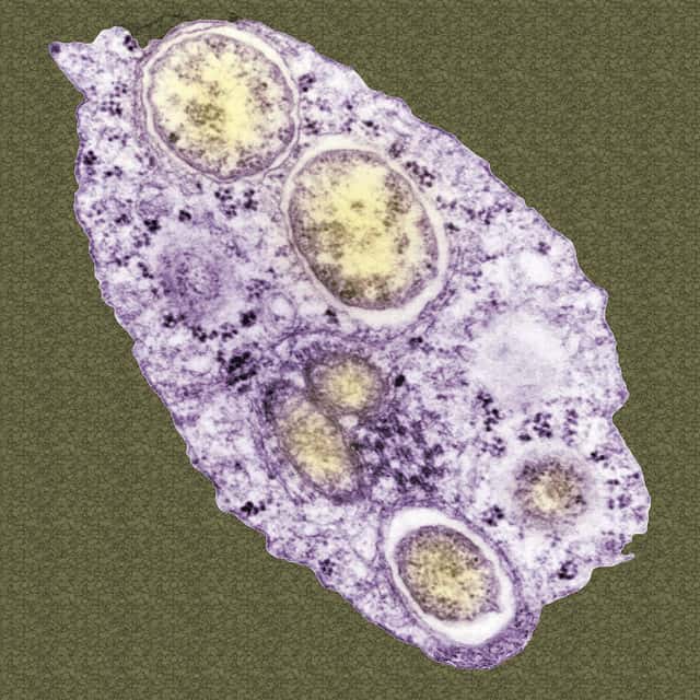 Les <em>Wolbachia</em> constituent un genre bactérien qui infecte essentiellement des arthropodes, ainsi que certaines espèces de nématodes. Une fois dans le moustique, elles empêchent le développement du virus de la dengue. © AJ Cann, Flickr, cc by nc sa 2.0