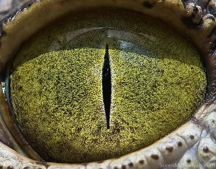 L'œil jaune du crocodile du Nil