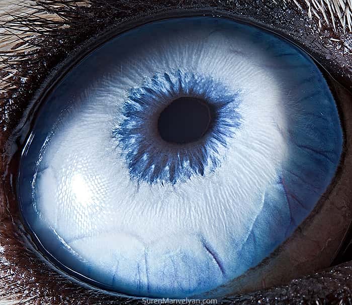 L'œil bleu ciel du husky