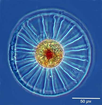 Les diatomées sont des algues unicellulaires, photosynthétiques, à squelette siliceux. Elles font partie du phytoplancton. © John Dolan, CNRS Images