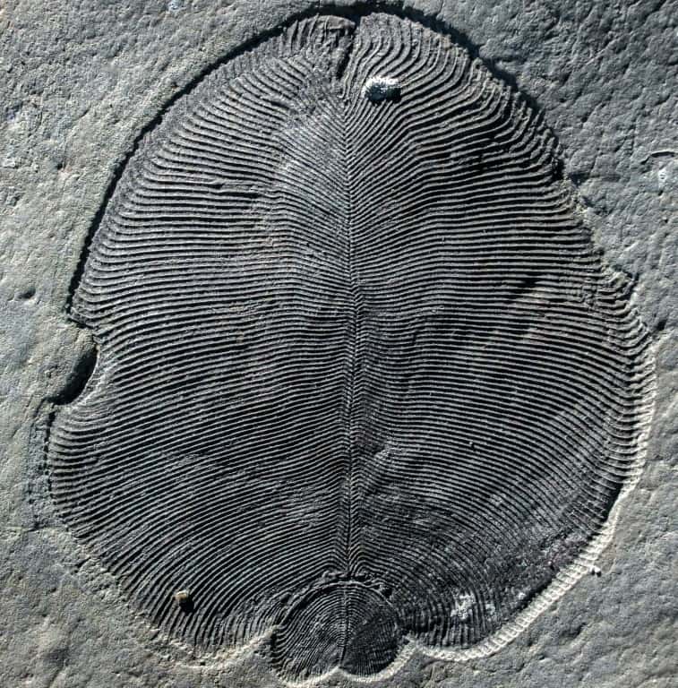 Un fossile de <em>Dickinsonia</em>, une créature vieille de 558 millions d'années, sur une photo non datée fournie par l'<em>Australian National University</em>. © Ilya Bobrovskiy, <em>Australian National University</em>, AFP