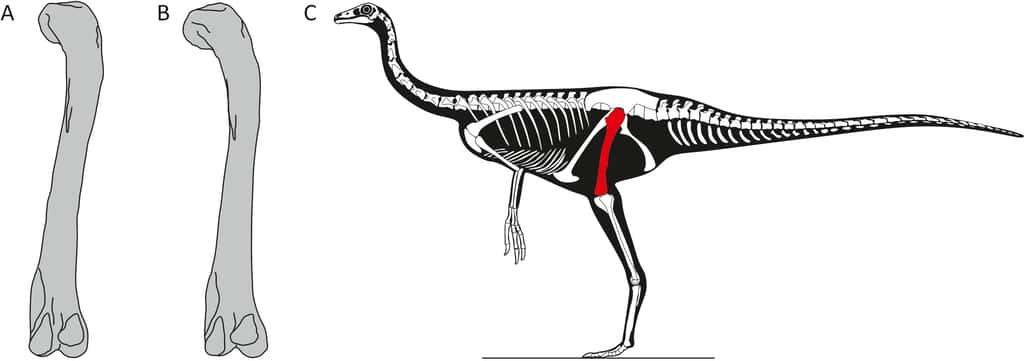 Les fémurs des ornithomimosaures d'Angeac-Charente montrent une différence de courbure. L'os, coloré en rouge, est replacé au sein du squelette de <em>Struthiomimus</em>, un ornithomimosaure. © A et B, d'après Pintore <em>et al</em>. (2023), et C, Longrich (2008)