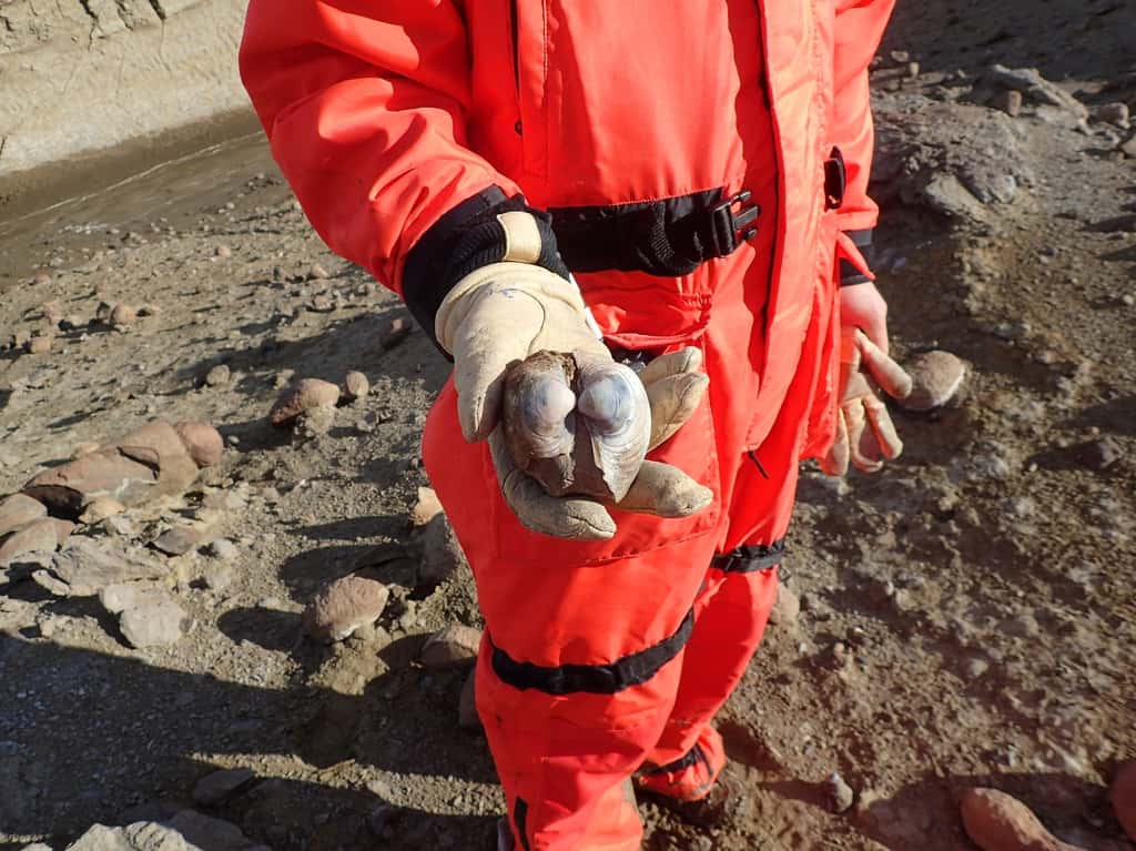 Un chercheur de la <em>Northwestern University</em> avec une des coquilles fossilisée collectée lors d'un voyage de recherche sur le terrain à l'île Seymour, en Antarctique. © <em>Northwestern University</em>