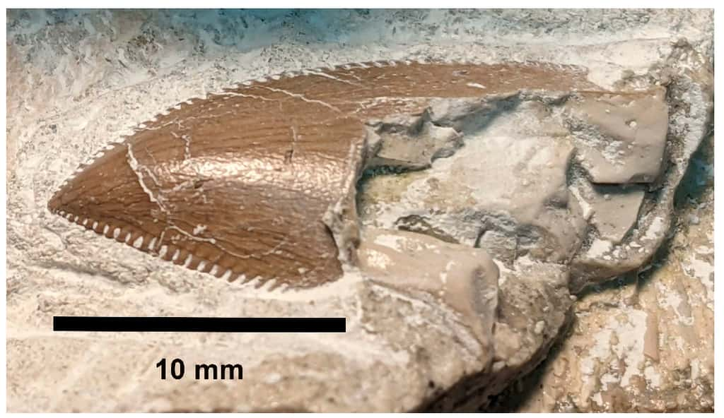 Dent d'abélisauridé associée au spécimen holotype de <em>Caletodraco cottardi</em>. © Buffetaut <em>et al.</em>