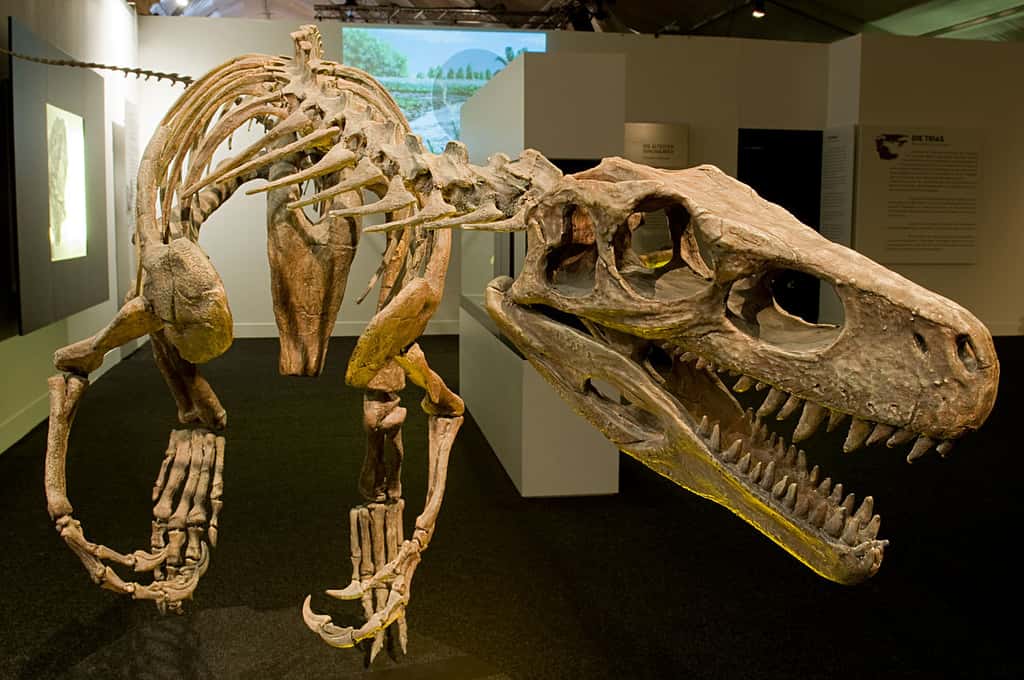 Une copie du squelette de <em>Herrerasaurus ischigualastensis</em>, un des plus vieux représentants des dinosaures. © Eva K, Wikipedia, CC by-sa 3.0