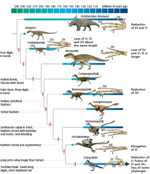Phylogénie des dinosaures. © <em>The Tangled Bank: An Introduction to Evolution</em>, Carl Zimmer