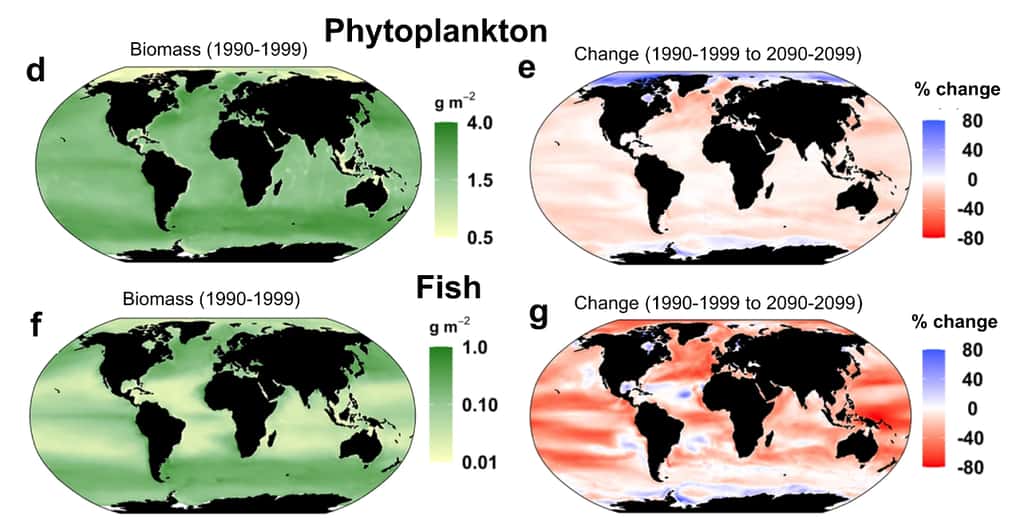 À gauche en vert, la biomasse présente entre 1990 et 1999 en ce qui concerne le phytoplancton (en haut) et les poissons (en bas). À droite, l'évolution prévue d'ici la fin du siècle, avec en rouge, les zones où la disparition sera la plus forte. © Nature Communications