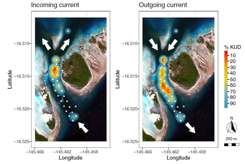 Probabilité de présence des requins dans la passe de Fakarava (vue aérienne) au cours des marées montantes (à gauche) et descendantes (à droite). © Papastamatiou et <em>al.</em>, 2021
