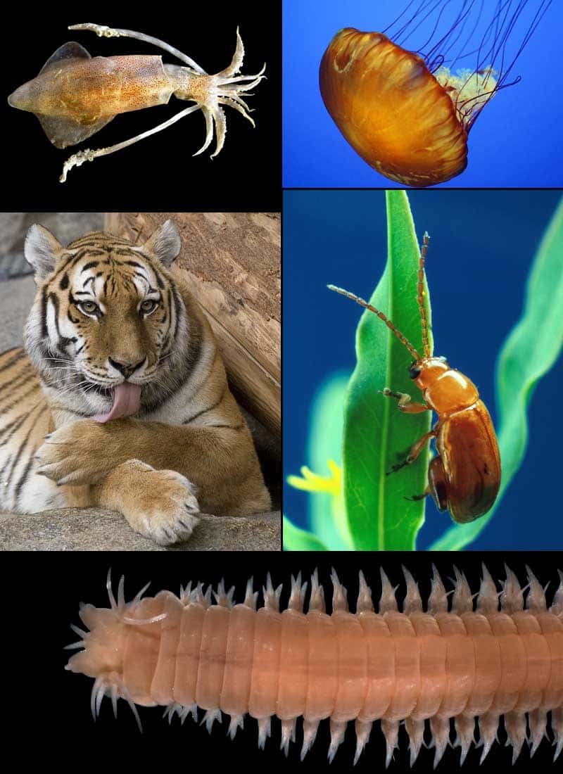  Image composite de divers animaux : <em>Loligo vulgaris</em> (Mollusca), <em>Chrysaora quinquecirrha</em> (Scyphozoa), <em>Panthera tigris</em> (Chordata), <em>Aphthona flava</em> (Arthropoda), <em>Eunereis longissima</em> (Annelida). © Stémonite, <em>Wikimedia Commons</em>, CC BY-SA 2.5